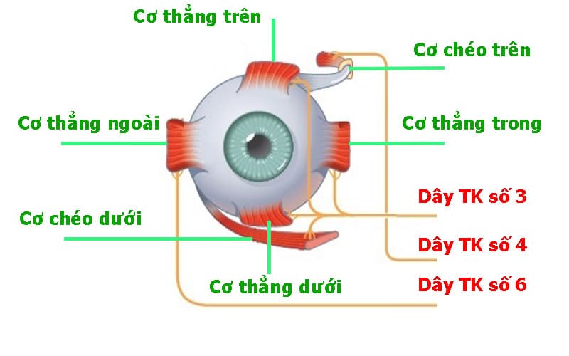 Hướng dẫn cách chăm sóc mắt sau mổ lác đúng theo chuyên gia