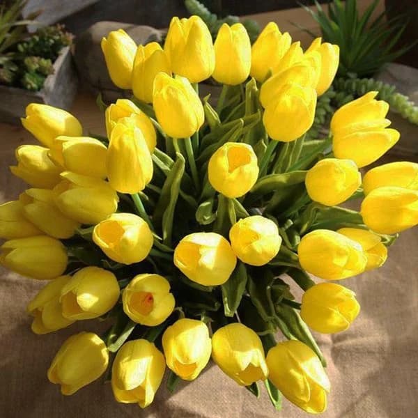 Hoa tulip thường được yêu thích